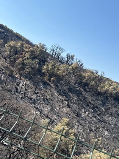 The image depicts a scorched hillside in Mas Ambròs, Spain, following a wildfire. The terrain is steep and covered in blackened, skeletal trees and undergrowth, indicating severe fire damage. Patches of surviving vegetation, primarily deciduous trees with light-colored foliage, stand in contrast to the charred landscape. A wire fence is visible in the foreground, partially obscuring the view of the hillside. The sky is clear and blue, suggesting fair weather. There are no people or animals visible in the scene.