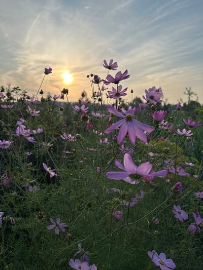 The image depicts a field of light purple cosmos flowers at dusk. The sun is low on the horizon, casting a warm glow and illuminating the wispy clouds in the sky. The flowers are the primary subjects, with many in focus in the foreground and middle ground, their delicate petals catching the light. The background shows a line of trees and a gentle slope, suggesting a rural or natural setting. The scene is peaceful and serene, with no people or animals visible. The location is described as the city of Sredneye Kechevo, Russia.