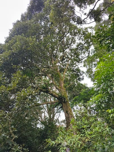 The image presents a low-angle view looking upwards into the dense canopy of a forest, likely in Cimacan, Indonesia. A prominent, thick tree trunk, covered in green moss and lichens, extends diagonally across the mid-ground, with numerous branches spreading outwards. Several darker, fern-like epiphytic plants are visible growing on the main trunk and some larger branches.
The sky, which appears bright white, is visible through the gaps in the foliage, indicating that the photograph was taken during the daytime. The light appears diffused, suggesting an overcast sky or soft natural lighting rather than direct sunlight. The surrounding branches and leaves form a rich tapestry of various shades of green, highlighting the lush and healthy nature of the vegetation. The intricate network of branches and leaves creates a sense of being enveloped by nature. No people, animals, or man-made structures are visible in the frame. The scene conveys a tranquil and immersive natural environment. There is no visible text.