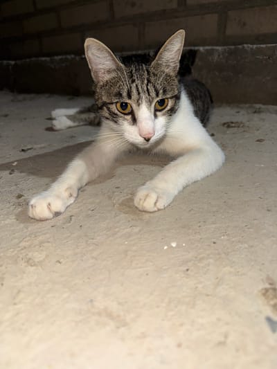 A tabby and white cat with yellow eyes is lying on a concrete surface. The cat is looking directly at the camera with its front paws extended. Behind the cat is a dark, textured wall, possibly brick or stone, with some debris on the ground. The lighting suggests it is nighttime or a dimly lit area. The environment appears to be outdoors, possibly in an urban setting like the outskirts of Turkan, Uzbekistan, given the concrete ground and brick wall. There are no people or other animals visible in the image.