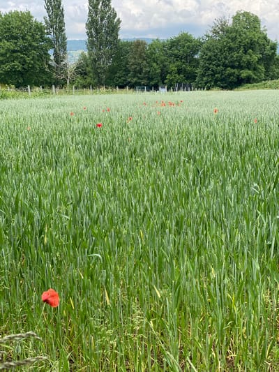 The image shows a field of green wheat in Boudry, Switzerland. Several red poppy flowers are scattered throughout the field. Trees line the left edge of the field, with a glimpse of hills and sky visible behind them. A white fence runs between the field and the trees. The wheat is thick and dense, with visible seed heads. The day is overcast.