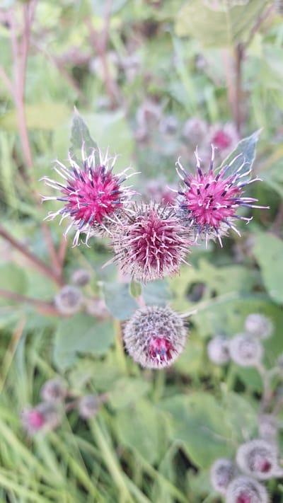 The image shows a close-up view of several burdock seed heads, with three prominent ones in the foreground and others blurred in the background. The seed heads are prickly and spherical, with a mix of pink and purple hues. Some have long, thin spines that extend outwards, giving them a starburst appearance. The background is a soft focus of green leaves and grass, suggesting an outdoor natural setting. The lighting is bright and diffused, hinting at daytime, possibly overcast or filtered sunlight. The focus is sharp on the foreground burdock heads, highlighting their intricate textures and colors. The scene is still and appears to capture a moment of natural beauty. No people, text, or specific activities are visible. The location context is Jumīši, Latvia.
