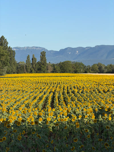 A vast field of sunflowers stretches towards a distant mountain range under a clear blue sky. The sunflowers, with their bright yellow petals and dark centers, are planted in neat rows, creating a dense, golden carpet. Tall green trees form a backdrop along the edge of the field, with the imposing, layered silhouettes of mountains rising behind them. The scene is bathed in sunlight, casting shadows and highlighting the textures of the flowers and foliage. A small dark bird is visible in flight against the sky. The location is Veigy-Foncenex, France.