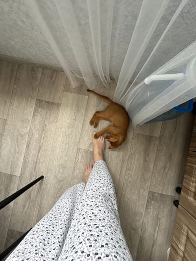 An Abyssinian cat lies on a light wooden floor next to a person's bare feet and patterned pajama pants. A sheer white curtain is draped nearby, partially obscuring a blue laundry hamper. The scene appears to be indoors, possibly in a residential setting in Stary Oskol, Russia. The lighting is natural and soft, suggesting it is daytime.