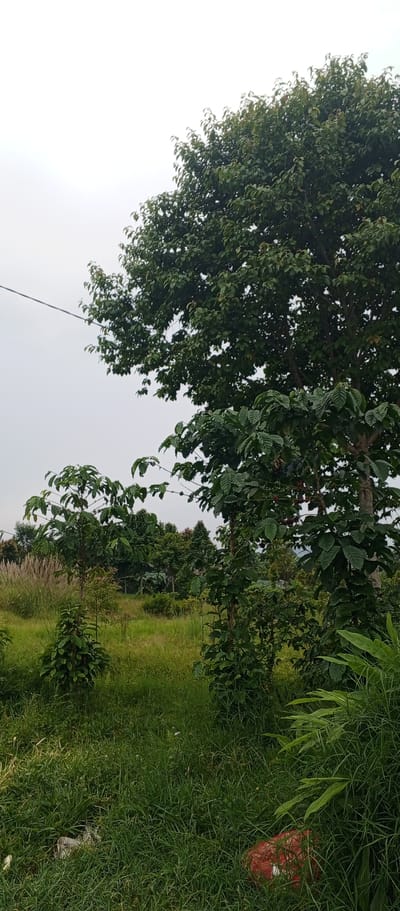 The image depicts a natural outdoor scene, likely in a rural area, with a focus on vegetation. Several trees of varying sizes are present, with lush green foliage dominating the frame. In the foreground, there is thick, tall green grass, with some dry, reedy plants visible in the middle ground to the left. A thin wire runs horizontally across the upper left portion of the image, disappearing behind the trees. The sky is overcast and appears bright white, suggesting diffused light, typical of a cloudy or misty day. Towards the bottom right of the image, a bright red object, possibly a piece of plastic or fabric, is partially visible amidst the grass. The overall impression is one of a verdant, somewhat untamed landscape. The location is specified as the city of Weddagala, Sri Lanka, suggesting a tropical or subtropical environment. There are no people or animals visible in the image.