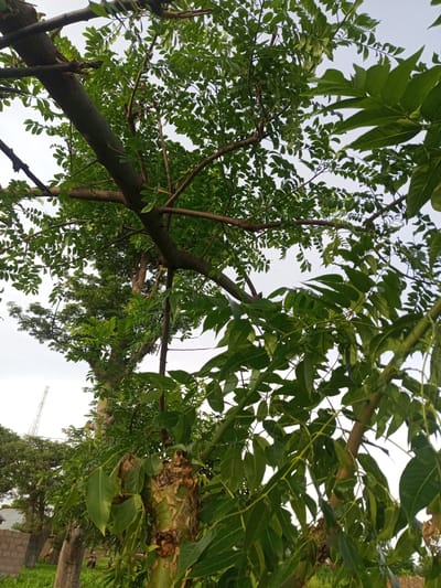 The image shows a close-up view of tree branches and leaves against a bright, overcast sky. In the foreground, thick, gnarled branches of a tree dominate the frame, with numerous green leaves creating a dense canopy. The bark of these branches is rough and textured, with some areas showing signs of decay or damage. In the background, other trees and foliage are visible, as well as a distant view of a cell tower. A low-lying brick structure and a patch of green grass are also present, suggesting an outdoor environment. The overall impression is one of lush vegetation in a rural or semi-rural setting.
