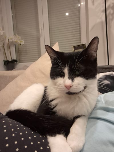 A black and white cat is lying on a pillow in front of a window. The cat has its eyes partially closed and appears relaxed. The background includes a window with blinds and a small potted plant with white flowers. The scene is indoors and appears to be a domestic setting. Without further information, it is impossible to know if the scene is located in the city of Villerupt, France.