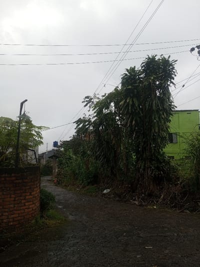 A narrow, unpaved path curves through dense vegetation under a cloudy sky. A brick wall anchors the left foreground, topped with greenery and a street lamp. Overgrown foliage lines the path, leading to a glimpse of a building with a water tank. Power lines crisscross above, adding to the scene's rustic yet slightly cluttered aesthetic. A green building peeks from behind the plants on the right.