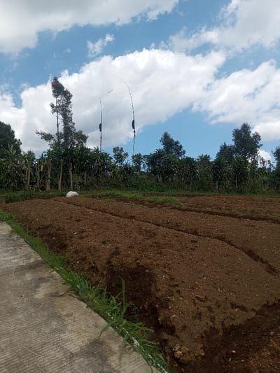 The scene depicts an agricultural area in Bagochen Boolingpang Ueling, Bhutan, under a partly cloudy sky. In the foreground, a concrete path or walkway borders a freshly tilled field of dark brown earth. Green grass sprouts along the edge of the concrete, with a thin blue line, likely a hose or cable, visible beneath it. The field occupies the midground, showing several distinct, parallel furrows or planting beds. In the background, a dense line of various trees and shrubs forms a green horizon. A single, white, irregularly shaped object, possibly a bag or rock, rests near the base of the treeline on the left. Two tall, slender poles or bamboo stakes rise above the treeline in the center-right, each featuring a dark, elongated, possibly fabric object attached near its top, appearing to be flexible or fluttering. The sky above is bright blue with numerous white cumulus clouds. No individuals are present, and no actions are observed.