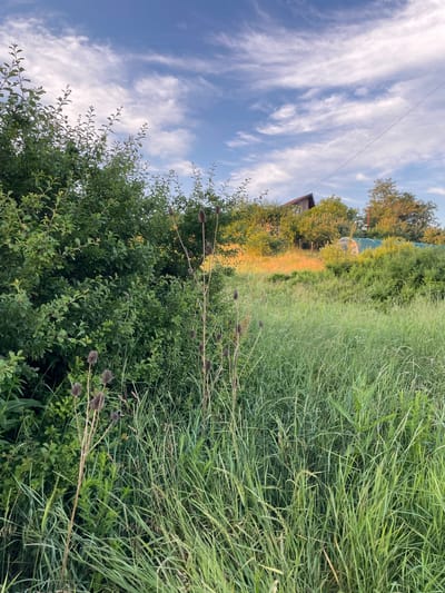 This media file captures a sunlit rural landscape in Bârnova, Romania. The scene is dominated by lush greenery, with a thicket of dense bushes in the foreground, transitioning into a field of tall, wild grass. In the middle ground, a path or clearing is illuminated by the warm glow of the sun, bordered by trees with foliage in varying shades of green and golden hues. Behind the trees, a rustic house with a dark roof is partially visible. The background features more trees and vegetation, suggesting a natural, undeveloped area.
The sky above is a vibrant blue, streaked with wispy white clouds, indicative of fair weather. A thin power line stretches across the sky, a subtle reminder of human presence in the otherwise natural setting. The lighting suggests it is either late afternoon or early morning, given the warm, angled sunlight. The overall impression is one of peacefulness and natural beauty, evoking a sense of calm and serenity. There is no visible text in the image.