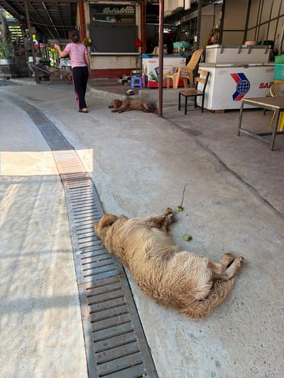 This forensic description details an outdoor scene in Vĩnh Lương, Vietnam, featuring concrete ground, several individuals, multiple dogs, and various commercial and household objects against a backdrop of simple structures.
The foreground consists of a grey concrete surface, with a metallic drainage grate running longitudinally along the left side. This grate transitions to a perpendicular section near the bottom left, bordered by a lighter concrete or tiled section. Strong sunlight casts distinct shadows, particularly on the left side of the drainage grate and parts of the concrete.
Dominating the lower half of the image is a large, light brown dog with curly fur, lying on its back or side directly on the concrete, adjacent to the drainage grate. Near its head and body, there are two small green objects on the ground, one with a thin, dark stick-like appendage protruding upwards.
In the middle ground, moving from left to right, a woman is walking away from the camera. She has dark hair tied back and is wearing a pink and white striped short-sleeved shirt, black pants with a pink stripe down the side, and dark sandals. To her right, two smaller, medium-brown dogs are lying prone on the concrete surface. Further back and slightly to the left of the woman, a person is partially visible, reclining in a light-colored chair under an awning or overhang.
The background comprises a collection of utilitarian structures and items. On the left, partially obscured by foliage and structural supports, are various objects including what appears to be a large pot or planter. The main structure in the background features a dark, possibly roll-down, shutter or window, above which white items are stacked. Below this, various bowls, a blue stool, and cleaning supplies are arranged on a raised concrete platform. To the right of this, several commercial chest freezers or refrigerators are visible, bearing brand names such as "Singgrae," "ĐÀ THÀNH," and "SANAKY," identifiable by logos including a globe design. Various chairs (including a tall wicker-backed chair and a small wooden chair) and tables with metal frames are scattered around these units. A red plastic bag hangs from a support on the far right. A clock is visible on an upper wall section. The overall impression is an informal, semi-enclosed outdoor area, possibly associated with a small shop or eatery.