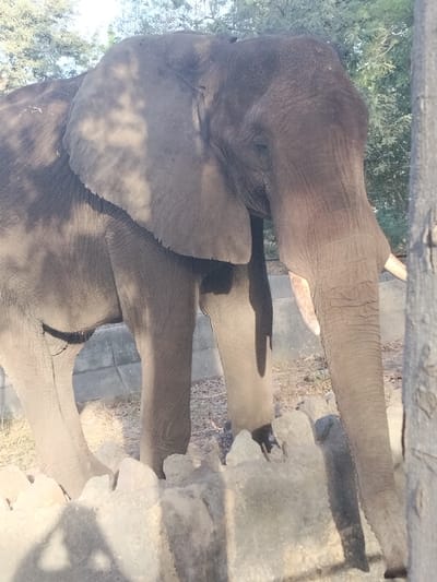 An African elephant stands in an outdoor enclosure in Garun Gawa, Nigeria. The large, grey-skinned animal occupies the majority of the frame, facing slightly right with its head lowered and trunk extended towards the ground. Its large ears show textured, wrinkled skin, dappled with shadows from overhead foliage. A single tusk is visible extending from the right side of its mouth area. A low, rough concrete barrier or wall runs across the mid-foreground, partially obscuring the elephant's lower legs. Behind the barrier, the ground consists of dry earth and sparse vegetation. The background features dense green foliage from trees against a bright sky. Strong sunlight is evident, casting prominent shadows, including a partial human-like shadow on the concrete barrier in the lower left. A blurred vertical tree trunk is partially visible on the far right edge of the image.