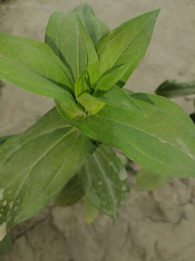 A close-up, overhead shot shows a vibrant green plant with prominent leaves and buds against a muted, dusty, light brown background. The plant's foliage is the primary subject, with several large, elongated leaves fanning out from a central stem. The leaves are a deep green, with visible veins and a slightly textured surface, suggesting a rough or fuzzy quality. Some of the leaves have faint white or lighter green splotches, possibly indicating a variegated pattern or dust. At the center of the plant, tightly furled buds are visible, suggesting the plant is in a growth stage. The background is out of focus and appears to be dry, cracked earth, possibly soil or a dusty path. The lighting is natural, casting soft shadows and highlighting the textures of the leaves. The scene is devoid of any human presence or other discernible objects. The photograph captures a simple, natural subject in an arid or dusty environment, possibly in the outskirts of Gumbaz, Uzbekistan, given the dry, earth-like background.