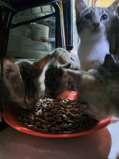 In Lhokaweawe, Indonesia, a group of four kittens are gathered around an orange plastic bowl filled with kibble. Three kittens are actively eating from the bowl, with their heads lowered. One kitten is visible from the side, its head angled down towards the food. Another kitten is seen from a top-down perspective, also focused on eating. The third kitten eating is partially obscured. The fourth kitten, larger and lighter in color, is looking upwards and to the right, its face in focus. The scene appears to be indoors, with a dark, possibly metal structure visible in the background. The lighting is dim, creating shadows and a somewhat grainy image quality. The background also suggests some cluttered storage or shelving with cylindrical objects. The overall impression is of a feeding scene in a domestic setting.
