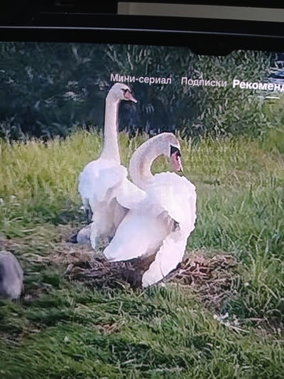 The image shows two swans in a grassy area. One swan is standing and looking to the left, while the other is sitting down, facing the first swan. They appear to be in a natural setting, possibly near a body of water, though this is not clearly visible. The grass is green and there are some bushes or trees in the background. There is text at the top of the image that appears to be Russian, reading "Мини-сериал Подписки Рекоменд". The specific location in Siheung-si, South Korea, is not identifiable from the visual information provided.