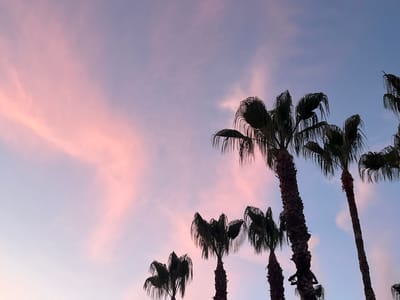 This low-angle photograph, captured in Picassent, Spain, depicts a dusk or dawn sky observed through the silhouettes of multiple palm trees. The sky displays a horizontal gradient, transitioning from soft pink and peach tones on the left to cooler blue and purple hues on the right. Wispy, elongated clouds are visible, particularly in the warmer, pink-toned portion of the sky. Seven or more palm trees of varying heights and trunk diameters are silhouetted against the sky, their dark fronds obscuring the lower and right-hand sections of the frame. No human subjects, animals, or specific actions are discernible. The scene focuses solely on the natural environment and atmospheric conditions.