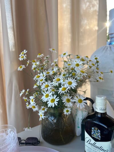 A still life image features a bouquet of daisies in a dark, textured vase. The daisies have white petals and yellow centers. Behind the flowers, a light beige curtain hangs, with sunlight streaming through it, creating soft shadows and highlights. To the right of the flowers, a bottle of Ballantine's Finest Blended Scotch Whisky is visible, its label showing the brand name prominently. Further to the right, a white object, possibly a bag or wrap, is partially visible. In the foreground, on the left, a glass with white contents and a white plate are present. A pair of dark-rimmed sunglasses lies on the surface between the glass and the vase. The scene appears to be set outdoors or near an open window, given the natural light. The location is identified as Pribrezhnyi, Russia.