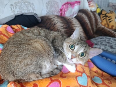 A close-up, high-angle shot captures a tabby cat with wide, green eyes looking directly at the camera. The cat is lying on a patterned orange and pink blanket, with its body curled to the left. Its fur is a mix of gray and brown stripes. To the right and behind the foreground cat, another cat with distinct tiger-like stripes is visible, also lying down. In the background, several stuffed animals, including two tiger plushies, are arranged on a gray surface. The environment appears to be indoors, possibly a bedroom or living area, with a glimpse of pillows and a blue object on the right. The image was taken in Klintsy, Russia.