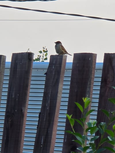 A solitary, small, brown and white bird is perched on top of a wooden fence post. The bird is facing to the left, with its head turned slightly to the right. The fence is made of dark brown, weathered wooden planks. Behind the fence, a corrugated metal surface is visible, which appears to be a wall or the side of a building. Above the fence, a white, overcast sky can be seen, with two dark wires running horizontally across the top of the frame. In the background, between two fence posts, a small green plant with several leaves is growing. The overall scene is outdoors, suggesting an urban or suburban environment in Yermailovo, Russia.