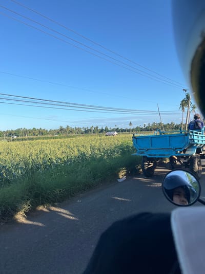 The image depicts a rural scene with a cornfield and coconut trees under a clear blue sky. A blue trailer is parked on the side of an asphalt road, with a person wearing a blue shirt and a cap seated in it. A reflection in a side mirror reveals the face of the person taking the photo, wearing a helmet. The environment suggests a warm, sunny day. The location is specified as Welado, Indonesia.
