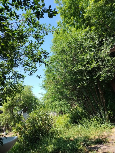 The image depicts a dense, green foliage of trees and bushes under a clear blue sky. The trees on the left have lighter green leaves, with branches extending towards the sky, creating a canopy. On the right, a thick cluster of trees with slender trunks forms a natural screen. In the lower left corner, a portion of a white ceramic sink is visible, suggesting it is outdoors. The ground is covered with grass and some dry leaves, with dappled sunlight casting shadows. A wooden fence is partially visible in the background. The overall impression is that of a backyard or a garden area in a rural or suburban setting, possibly in the city of Üshtöbe, Kazakhstan, given the context.