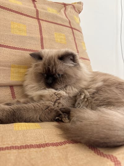 A long-haired domestic cat with seal point coloration, displaying a light tan body and darker brown extremities including its face mask, ears, and paws, is depicted resting indoors in Mu'adammiyat ash-Sham, Syria. The cat is positioned on a light beige fabric surface patterned with a grid of thin reddish-brown stripes and intermittent yellow square motifs. Its blue eyes are partially visible, and prominent white whiskers extend from its muzzle. The cat's right front paw is raised towards its face, while its fluffy tail curls around its body. A plain white wall is visible in the background on the right side of the frame, alongside a thin vertical dark line.