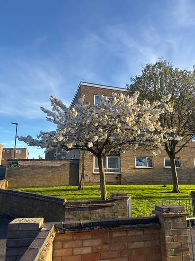 The image depicts a residential area in Gorleston-on-Sea, United Kingdom on a clear day with a blue sky. The view is centered on a building featuring brick facades and evenly spaced windows. The lawn is lush green, punctuated by trees in full bloom. A brick wall lines the foreground. Street signage visible in the distance may indicate location and regulations. The scene is still and absent of observable human activity.