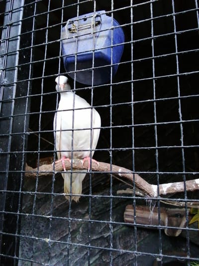 A white pigeon is perched on a branch inside a cage. The cage has a black metal mesh and a blue plastic feeder attached to the top. The pigeon is facing forward, and its feet are visible gripping the branch. In the background, the environment is dark and appears to be a cage for birds. The image appears to be taken in Kebonsari, Indonesia.