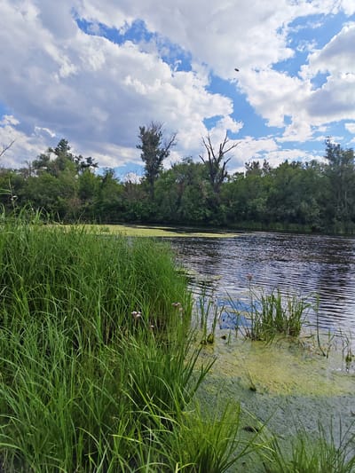 This is a landscape photograph taken in Krutinskiy, Russia, depicting a riverbank scene on a cloudy day. In the foreground, tall, vibrant green grass lines the left side of the image, extending into the frame. The river occupies the right and central portions of the image, its dark water rippled by a slight breeze. Patches of bright green algae float on the surface of the water, particularly towards the right side and in the middle distance. A dense line of lush green trees and vegetation forms the background, with some taller, bare trees interspersed amongst them. The sky above is a mix of bright blue patches and large, fluffy white and gray clouds. A small dark object, possibly a bird or insect, is visible in the sky towards the upper center. The overall impression is of a natural, somewhat wild river environment.