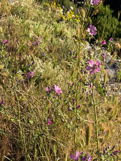 The image shows a close-up of wild flowers and grasses in a sunlit, natural environment. Several small, vibrant purple flowers with delicate petals are in bloom, interspersed with dried stalks of wheat or similar grains. The background is a blur of green foliage and hints of rocky terrain, suggesting an outdoor setting. The overall impression is one of untamed nature, likely in a rural or undeveloped area. The provided context specifies the location as Karlukovo, Bulgaria, which is known for its karst landscape and natural beauty.