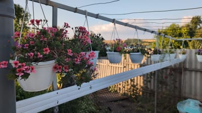 The image shows a row of white hanging flower pots filled with pink and dark purple flowers, suspended from a metal structure against a backdrop of a pale blue sky with scattered clouds. The flower pots are arranged in a line, with the closest pot on the left overflowing with vibrant pink flowers. In the background, a field and trees are visible, suggesting a rural or suburban setting. A grey metal fence is visible in the lower right portion of the image. This scene is located in the village of Bulatselivka, Ukraine.