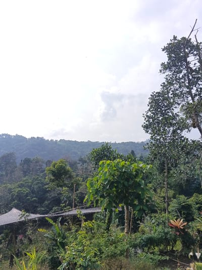A verdant, mountainous landscape in Meilangtlang, Myanmar, is captured under a bright, overcast sky. The upper half of the image features a pale, cloudy sky with soft grey clouds, suggesting a muted daylight.

The foreground is filled with diverse, lush green vegetation. Various plants and small trees with vibrant green leaves occupy the lower half of the frame. A prominent tree with broadly lobed leaves stands centrally, with other taller trees, including one with dense, dark green foliage on the far right, reaching towards the sky.

In the midground, a dense, dark green forest covers a series of rolling hills and mountains that stretch across the width of the image. Partially visible on the left, nestled within this foliage, is a structure with a dark, possibly thatched or tiled, roof. From this structure, an elevated walkway or bridge, made of natural materials, extends horizontally towards the right, blending into the rich green surroundings. Beyond the immediate forest, additional layers of forested hills recede into the distance, appearing lighter in tone.

No specific human or animal activity is discernible. The scene conveys a sense of natural tranquility and untouched beauty. There is no visible text in the image.