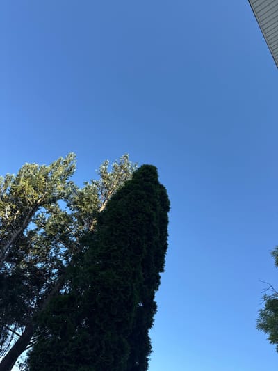 The image displays a clear, cloudless blue sky, observed from a low angle, seemingly in the city of Vesyoloye, Russia. The scene is dominated by several trees and a portion of a building. In the upper left quadrant, two trees with textured, lighter green-blue foliage and visible trunks are illuminated, suggesting sunlight from the upper left. Directly to their right, a tall, dense, dark green coniferous tree stands vertically, its foliage appearing mostly in shadow. A small section of a lighter green tree or shrub is visible in the lower right corner. In the upper right corner, a white or light-colored architectural element, possibly a soffit or fascia with horizontal paneling, is partially visible, indicating the presence of a structure. No people, animals, or specific actions are depicted.
