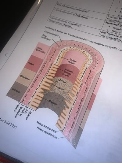 The image depicts a diagram of the layers of the digestive tract wall, labeled in German. Key layers include mucosa, submucosa, muscularis, and serosa (or adventitia). Specific features like "Zotten" (villi), "Krypten" (crypts), "Schleimdrüsen" (mucous glands), and "schlauchförmige Drüsen" (tubular glands) are shown. Muscularis consists of both longitudinal and circular muscle layers. The diagram demonstrates variations in the layer structures across different parts of the digestive system, labeled as "untere Speiseröhre" (lower esophagus), "Magen" (stomach), "Dünndarm" (small intestine), and "Dickdarm" (large intestine). "Plexus submucosus" and "Plexus myentericus" are indicated.