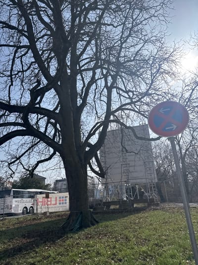 The image depicts an outdoor urban scene in Bad Nauheim, Germany, under bright daylight with a clear blue sky. A large, mature deciduous tree, currently leafless with dark, intricate branches, dominates the left and central foreground. Its trunk is partially obscured at the base by what appears to be green protective fabric. To the immediate right of the tree, a red circular traffic sign with a blue interior and two white diagonal arrows indicating "No Stopping" (Halteverbot) is mounted on a metal pole, positioned in the mid-ground.
Behind the tree and sign, a multi-story building is visible, enveloped by extensive metal scaffolding and white protective sheeting, suggesting ongoing construction or renovation. To the left of the construction site, a white tour bus or coach, bearing the branding "HUMMER LBH" in red and black text, is parked or moving slowly. The ground in the immediate foreground is covered in green grass with some darker patches, possibly shadows or bare earth. Further in the background, additional leafless trees are discernible against the bright sky. No individuals are visible in the scene.