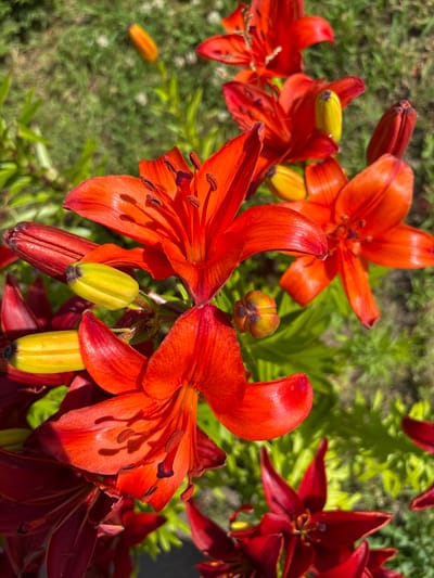 This is a close-up photograph of several bright orange and deep red lilies in bloom, with some buds and stamens visible. The flowers are clustered together in what appears to be a garden setting, with green foliage and hints of grass in the background. The lighting suggests it is daytime, with sunlight casting shadows on the petals, highlighting their texture and sheen. Some of the lilies are fully open, revealing their intricate interiors, while others are still partially closed or in bud form, some of which are a bright yellow-green color. The scene is vibrant and lively, conveying a sense of natural beauty and the peak of summer bloom. There is no visible text in the image. The location context of Bahushewsk, Belarus, provides a geographical setting for this garden scene.