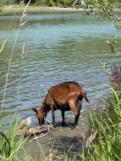 A medium shot captures a brown goat with a black collar at the edge of a wide, calm body of water. The goat is bent down, appearing to drink or chew on something near a piece of driftwood. The water is a muted green-blue, reflecting the sky and surrounding vegetation. The shoreline is sandy and appears to be covered in small pebbles and some dried reeds. In the foreground, tall green grasses and some feathery seed stalks partially obscure the scene. The background shows a distant tree line along the opposite bank of the water. The setting appears to be a natural riverside or lakefront area within or near the city of Mayma, Russia.