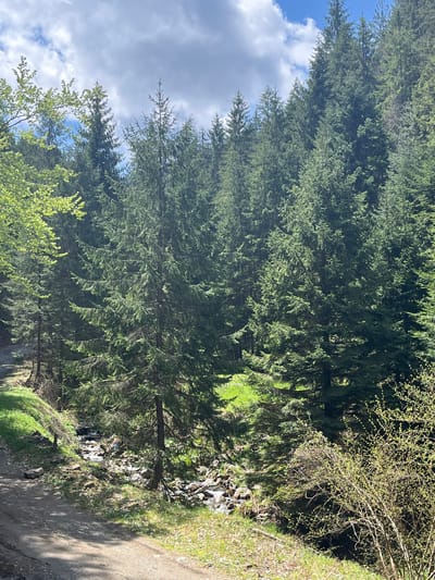 The image shows a view of a forest landscape, likely located in the vicinity of Drianovo, Bulgaria, given the prompt. The scene includes tall evergreen trees that dominate the view, obscuring much of the background. Some deciduous trees with fresh, light-green leaves are visible in the lower left and right corners. To the right, there's a dirt path winding through the forest, with a rocky area or streambed visible next to it. The sky is visible through the trees on the left, featuring a mix of blue sky and white clouds. The lighting appears to be soft daylight. There are no people visible in the image.