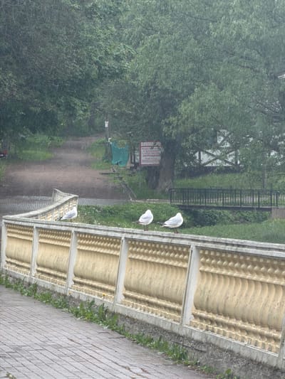 The image depicts an outdoor scene in Tokkari-Lend, Russia, possibly a park or recreational area, under overcast or rainy conditions. A path is visible on the left, leading into a heavily wooded area. Adjacent to the path, there is a sign with text written in Russian. A white structure, possibly a bridge or decorative barrier, occupies the right side of the frame. Three white birds, resembling seagulls, are perched on this structure. A brick walkway runs alongside the structure, with vegetation growing between the bricks. A bridge with a dark grey metal fence can be seen through the branches on the left.
