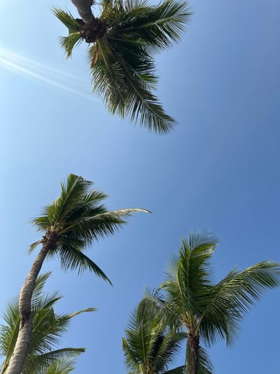 An upward-facing photographic capture displays a clear blue sky illuminated by sunlight in Kamala, Thailand. Four palm trees are visible, framing the sky. The crown of one palm tree occupies the upper left quadrant, with visible sunbeams emanating nearby. A second, taller palm tree with a curved trunk extends along the left side of the frame. The fronds of a third palm tree are present in the lower right, and the top fronds of a fourth are partially visible in the upper right. A faint crescent moon is discernable against the blue sky, positioned towards the center-right of the frame. No individuals or man-made structures are present within the view.