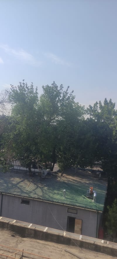 The image depicts an outdoor scene, likely in Andijan City, Uzbekistan, with a clear blue sky and lush green trees dominating the left side. The trees are full of leaves, suggesting it's daytime, likely spring or summer. In the background, a building with a green, corrugated metal roof is visible. The roof has several elements, including what appear to be ventilation pipes or chimneys, one with a rusty top. Adjacent to the green roof is a flat, grey roof with two rectangular windows or skylights. The overall atmosphere is tranquil and bathed in natural light, typical of a sunny day. No people are visible in the frame, nor any text. The composition suggests an elevated viewpoint, possibly from another building or a drone.