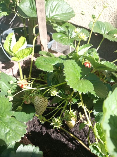 The image shows a close-up, eye-level view of a strawberry plant growing in soil. The plant has lush green leaves and several developing strawberries, some of which are white and unripe, while others are red and appear ripe. The plant is supported by a wooden stake and is likely in a garden or outdoor setting. The background shows a light-colored wall and some shadows. There are no people or animals visible in the image. The scene is situated in Reda, Poland.