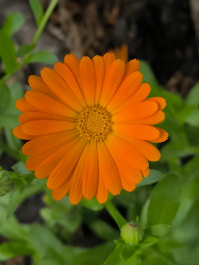 This is a close-up, top-down photograph of a bright orange calendula flower. The flower has numerous ray florets radiating from a central disc composed of many tiny, tightly packed disc florets. The petals are a vibrant orange color and have slightly serrated edges. The background consists of out-of-focus green foliage and dark, earthy tones. There is also a green, unopened flower bud visible in the lower left portion of the image. There are no people, specific landmarks, or any indications of the city of Alkmaar, Netherlands present in this image.