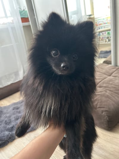 A fluffy black Pomeranian dog is held by a person's hand in an indoor setting. The dog's face is the primary focus, with large, dark eyes and a black nose. Its fur is long and appears somewhat shaggy. In the background, a window with sheer white curtains is visible, and to the right, a brown quilted surface, likely a piece of furniture, is present. The floor appears to be light-colored wood. There is a gray fluffy rug on the floor in the left portion of the image. The overall environment suggests a domestic space. The image does not provide specific information about the city of Солнечный, Russia, or any location within it.