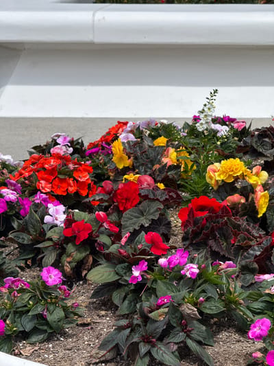 This is a close-up, eye-level, outdoor shot of a variety of flowering plants in what appears to be a landscaped flower bed. The flowers are densely packed and exhibit a range of colors including vibrant red, bright pink, soft lavender, sunny yellow, and white. The foliage is dark green and some plants have dark, reddish-brown leaves. The flower bed is covered with mulch. In the background, a portion of a white, textured, raised structure, possibly a planter box or a wall, is visible. The scene is well-lit, suggesting it was taken during the daytime. The image was captured in San Diego, California, United States of America.