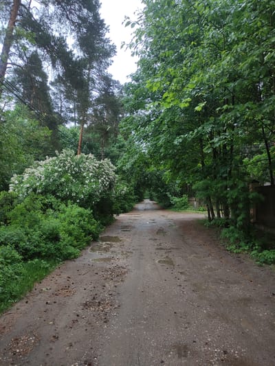 The image depicts a wet, unpaved road, likely after rainfall, bordered by lush greenery. On the left side of the road, there is a mix of trees with various foliage types, including a large bush with white flowers. The right side of the road also features dense vegetation. The road itself is damp with puddles and scattered debris, indicating low maintenance. There is a hint of distant structures possibly fences. The scene evokes a sense of rural or semi-rural location, typical of peripheral areas. There is no indication of the city of Kratovo or Russia.