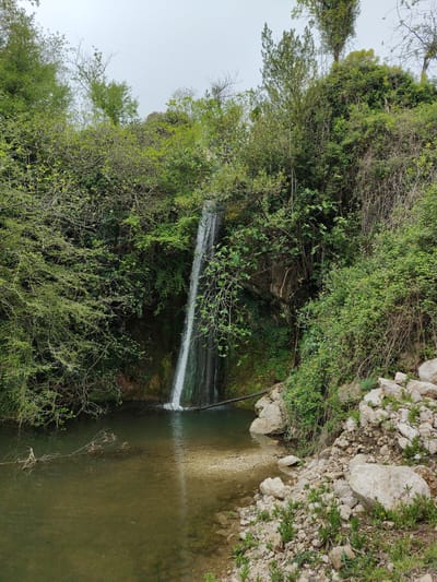 This vertical full-shot image captures a tranquil natural waterfall scene, likely in Markovići, Montenegro, given the provided context. A slender stream of water cascades down a dark, moss-covered rock face, falling into a clear, shallow pool at its base.

The entire landscape is enveloped in lush, vibrant green vegetation. Dense trees and bushes, many with freshly unfurled leaves, flank the waterfall and climb the surrounding slopes. Some tree branches, particularly on the left, appear bare or sparsely leafed, possibly indicating deciduous species or early spring.

The pool beneath the waterfall is calm, reflecting the overhead light. Its water is transparent in shallower areas, revealing a light-colored, sandy and pebbly bottom. A fallen log or thick branch lies horizontally across the pool, just below the point where the waterfall meets the water. Other smaller branches are submerged or floating in the foreground.

The right bank of the pool is a rocky embankment, covered with numerous white and grey stones and pebbles of various sizes. Small green plants and grass are seen growing among these rocks. The sky at the top of the image is a uniform, bright overcast white, suggesting a cloudy or hazy daytime conditions with diffused light. No people or man-made structures are visible, highlighting the natural, undisturbed beauty of the wilderness. The scene evokes a sense of peace and natural serenity. There is no visible text.