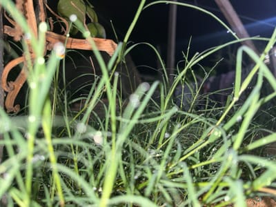 This is a close-up, low-angle photograph taken at night, focusing on blades of green grass. Dewdrops are visible on the grass, some of which appear to be reflecting light and creating bokeh effects. In the background, out of focus, is a dark, possibly outdoor environment with what appears to be some wooden structures and foliage. There are no people or animals visible in the image. The location is described as the city of Benuaraja, Indonesia.