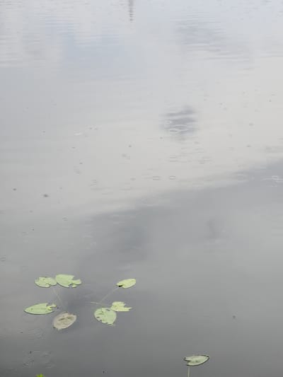 The image depicts a body of calm water, likely a pond or lake, with a smooth, reflective surface. The sky above appears overcast, as evidenced by the muted colors and the diffused light. Small, circular ripples are visible on the water's surface, indicating that it is raining lightly. Several lily pads are floating on the water. Most of these lily pads are a healthy green color, while one in the lower left portion of the frame appears to be decaying and is a dull, brownish-green. The scene is likely located in Maitland, Florida, a city known for its many lakes and parks, particularly Lake Sybelia or one of the other numerous water bodies within the city's limits, which could be home to such aquatic plants. No people are present in the image.