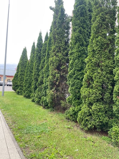 The image shows a row of tall, green cypress trees lining a paved walkway and a grassy area. In the background, there are buildings and cars. The scene appears to be in an urban or suburban setting, likely in Vnukovo, Russia, given the context. The sky is overcast, suggesting a cloudy day. The trees are densely planted and form a natural barrier.